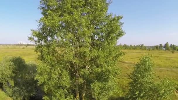 Baum an windigen Tagen, Vorort. Luftaufnahme von oben — Stockvideo