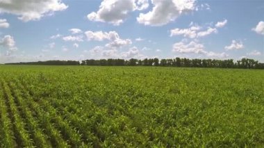 Mısır alan ve güzel gökyüzü bulutlu. ? erial