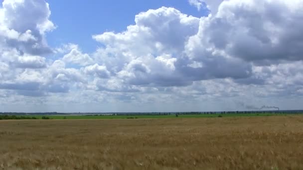 Beaux nuages sur le champ de blé. Paysage, temps écoulé 