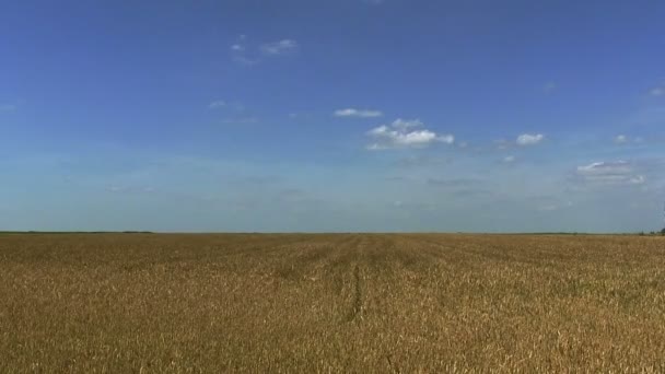 Veld met zonnebloemen. Close-up van panorama — Stockvideo