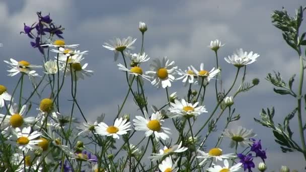 Pole camomiles proti nebi — Stock video