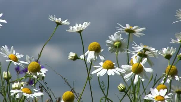 Veld camomiles tegen hemel close-up — Stockvideo