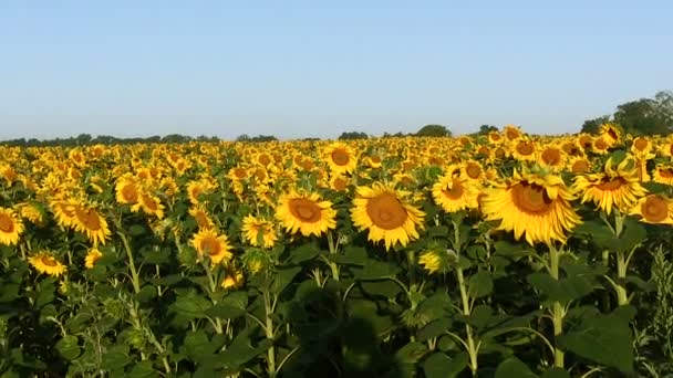 Feld mit Sonnenblumen. Fokusansatz — Stockvideo