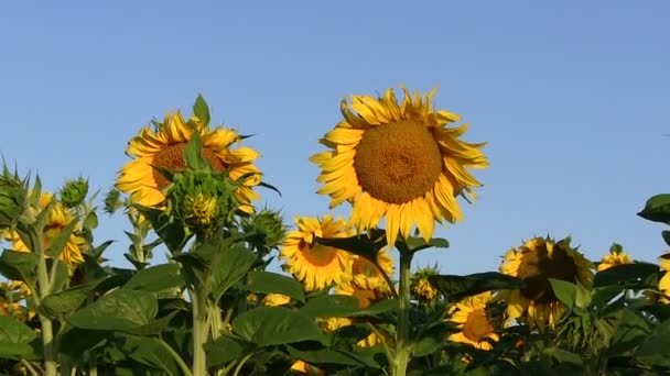 Campo con girasoli. Approccio di messa a fuoco da vicino — Video Stock