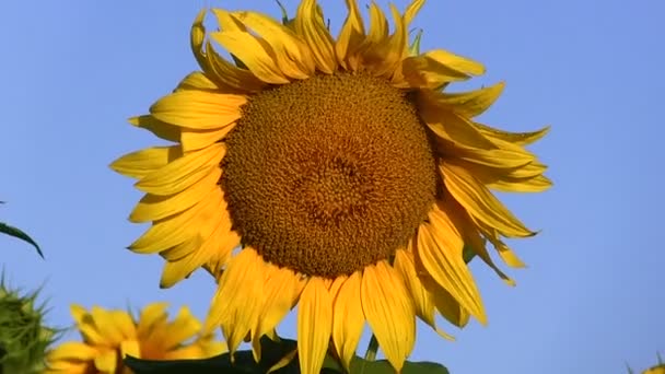 Veld met zonnebloemen. Focus wijzigen dicht omhoog — Stockvideo