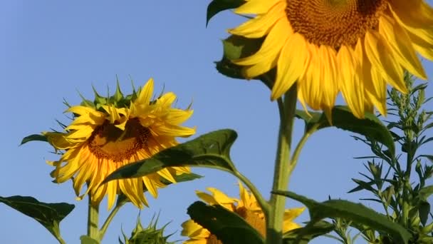 Campo con girasoli. panorama ravvicinato — Video Stock