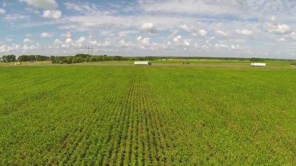 Feld mit jungem Mais und Autos auf der Straße. Antenne — Stockvideo