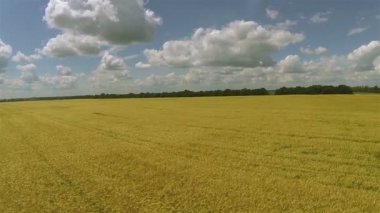 Parlak sarı buğday alan ve gökyüzü bulutlar ve yol ile. Hava