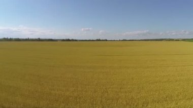Sarı alan buğday, deniz gibi. Hava manzara