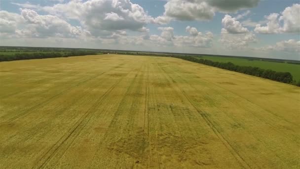 Weizenfeld und schöner Himmel. Landschaft aus der Luft — Stockvideo