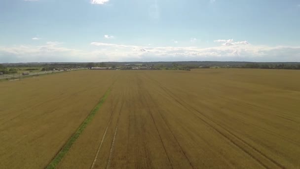 Campo de trigo amarillo y cielo con nubes. Paisaje aéreo — Vídeos de Stock