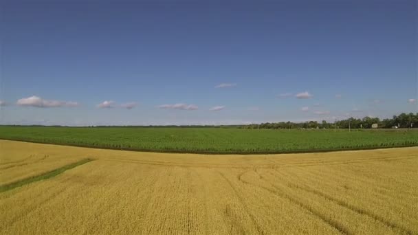 Желтое поле пшеницы. Авиационная задняя муха — стоковое видео