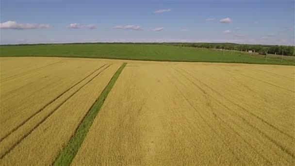 Желтое поле пшеницы. Воздушный пейзаж — стоковое видео