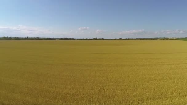 Champ jaune de blé, comme la mer. Paysage aérien 