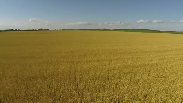 Campo amarelo de trigo, como o mar. Paisagem aérea — Vídeo de Stock