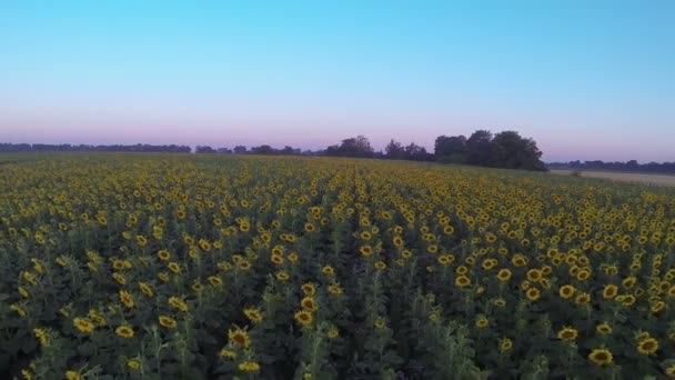 Gebied van zonnebloemen vroeg in de ochtend. Langzame vlucht. Luchtfoto — Stockvideo