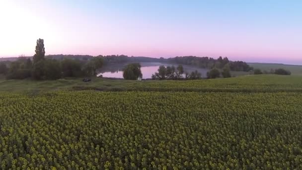 Zemědělská pole slunečnic a jezero. Antény — Stock video