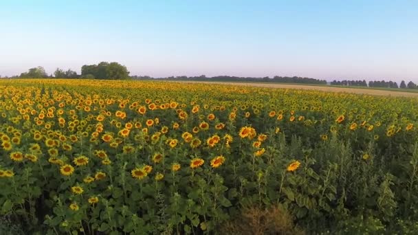 Gebied van gele zonnebloemen. Luchtfoto landschap — Stockvideo