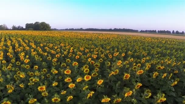 Fly over field of yellow sunflowers.  Aerial landscape — Stock Video