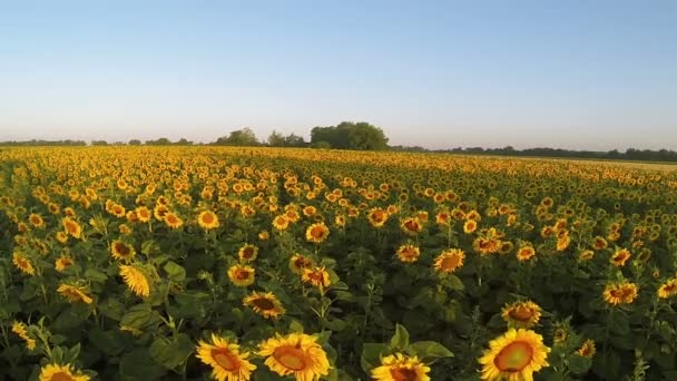 Girasoles amarillos a la luz del sol. Paisaje aéreo cámara lenta — Vídeo de stock