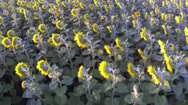 Girasoles amarillos Vista superior aérea — Vídeos de Stock