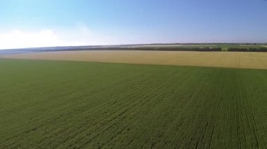 Sarı ve yeşil alanları ile kırsal manzara Panoraması. Hava