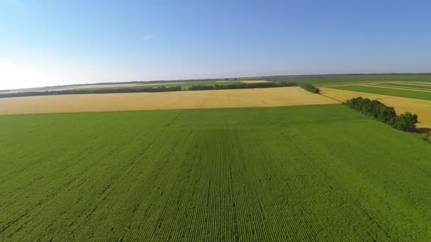 Campo verde y amarillo desde la altura. Antena — Vídeos de Stock