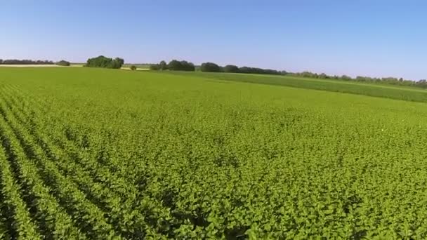 Green landbouw granen. Luchtfoto — Stockvideo