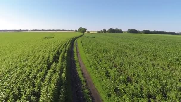 Camino de tierra entre el campo verde. Antena — Vídeo de stock