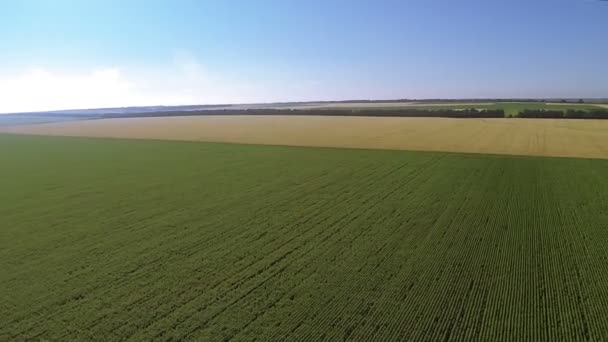 Panorama de paisaje rural con campos verdes y amarillos. Antena — Vídeos de Stock