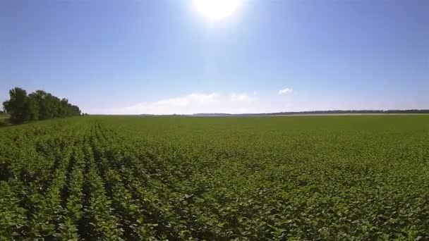 Sol e campos verdes. Voo lateral. Aviação — Vídeo de Stock