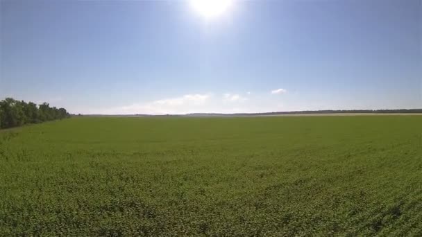Nahoře nad zelenými poli. Letecký krajina s sun — Stock video