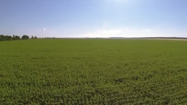 Fliegen über grüne landwirtschaftliche Felder. Luftbilder — Stockvideo