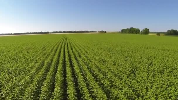 Survolez lentement les champs d'agriculture verte. Paysage aérien — Video