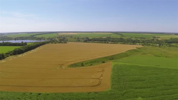 Campo giallo di grano. Paesaggio agricolo aereo — Video Stock