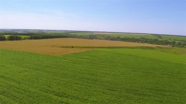 녹색과 노란색 필드입니다. 공중 농업 풍경 — 비디오