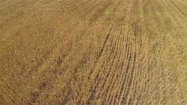 Yellow  wheat field  Aerial agricultural  landscape, top view — Stock Video