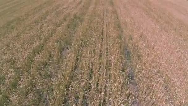 Желтое пшеничное поле Воздушный сельскохозяйственный ландшафт, быстрый полет — стоковое видео