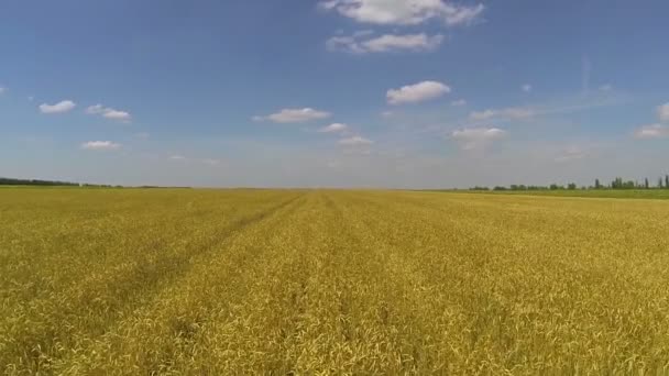 Campo de trigo amarillo Paisaje agrícola aéreo, vuelo lento — Vídeos de Stock