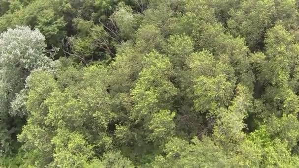 Madera en la colina. Vista superior aérea — Vídeo de stock