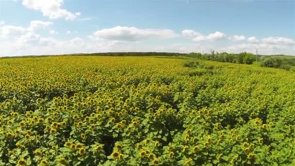 Field  of sunflowers. Aerial — Stock Video