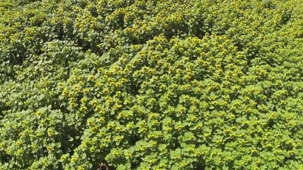 Gebied van zonnebloemen. Luchtfoto bovenaanzicht — Stockvideo