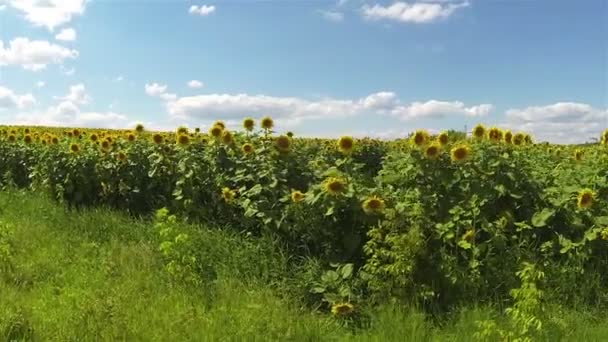 Pola słoneczników i niebo. Antenowe — Wideo stockowe
