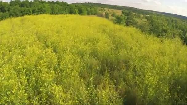 노란 잔디 위에 아름 다운 비행입니다. 공중 여름 시간 — 비디오