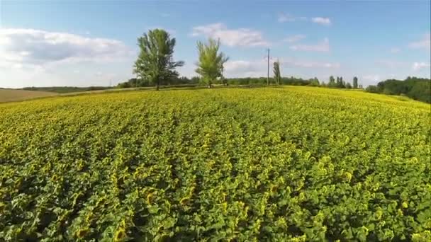 Mooie vlucht over zonnebloemen. Luchtfoto zomer — Stockvideo