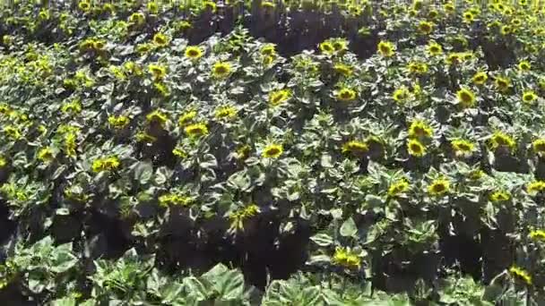 Hermoso vuelo sobre girasoles. Vista superior aérea — Vídeo de stock