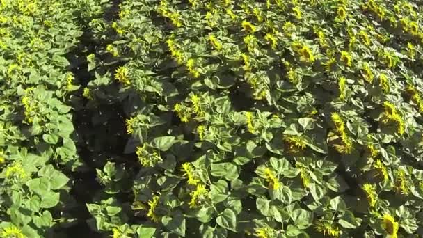 Beau vol lent au-dessus des tournesols. Vue aérienne du dessus 