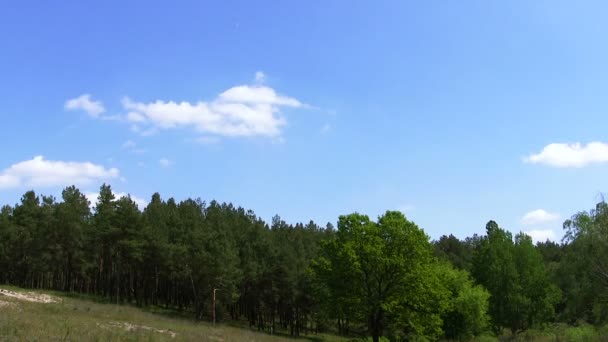 Hout en blauwe hemel met wolken. Time-lapse — Stockvideo