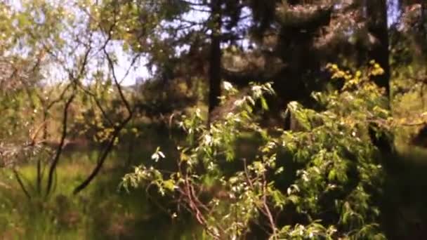 森の中の風の強い日。ステディカム滑らかなショット, — ストック動画