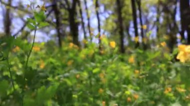 Ormanda güzel sarı çiçekler. Yürüyüş... Steadicam düzgün atış.